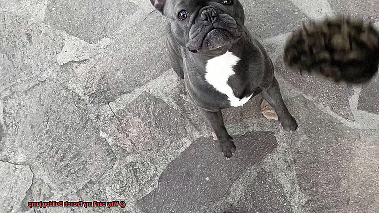 Why can't my French Bulldog jump-10