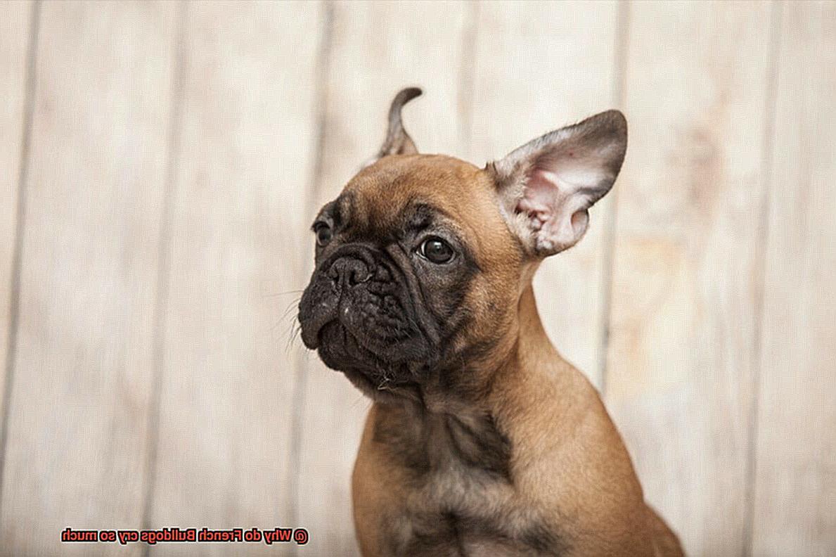 Why do French Bulldogs cry so much-5