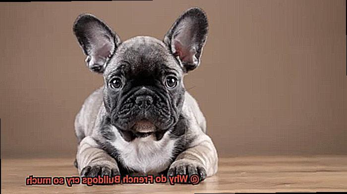 Why do French Bulldogs cry so much-4