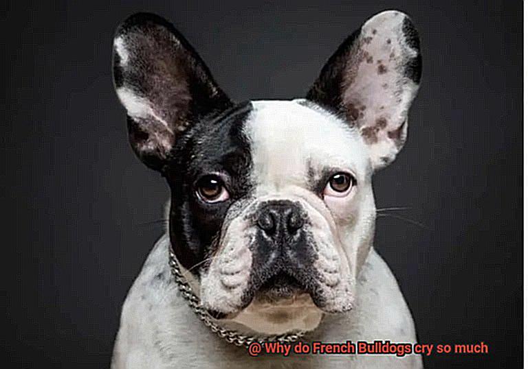 Why do French Bulldogs cry so much-3