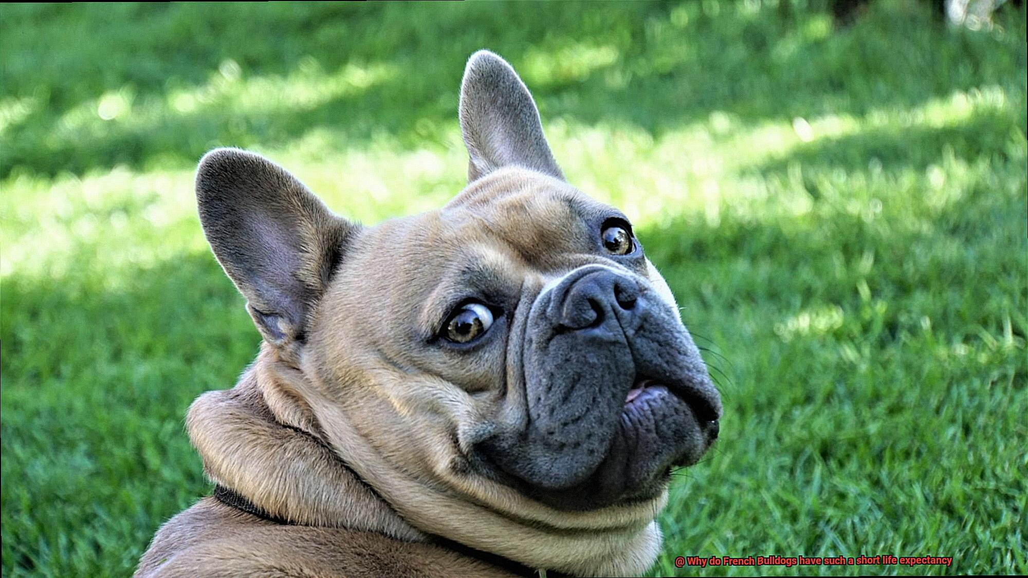 Why do French Bulldogs have such a short life expectancy-4