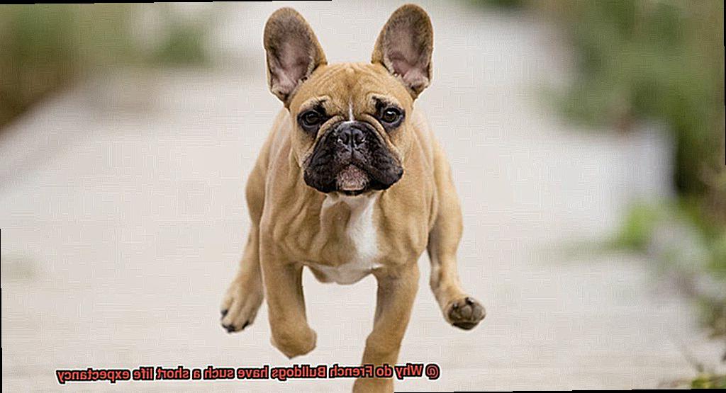 Why do French Bulldogs have such a short life expectancy-3