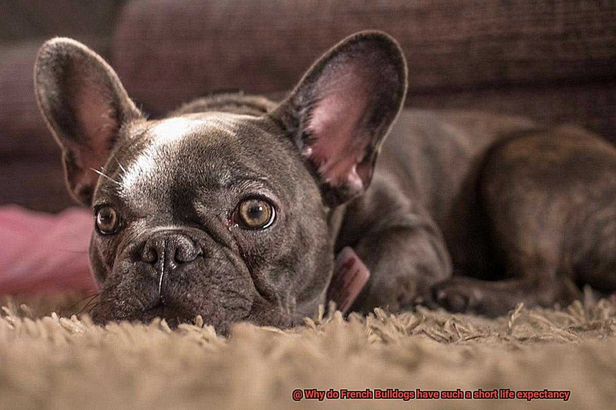 Why do French Bulldogs have such a short life expectancy-2