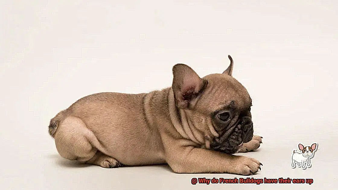 Why do French Bulldogs have their ears up-4