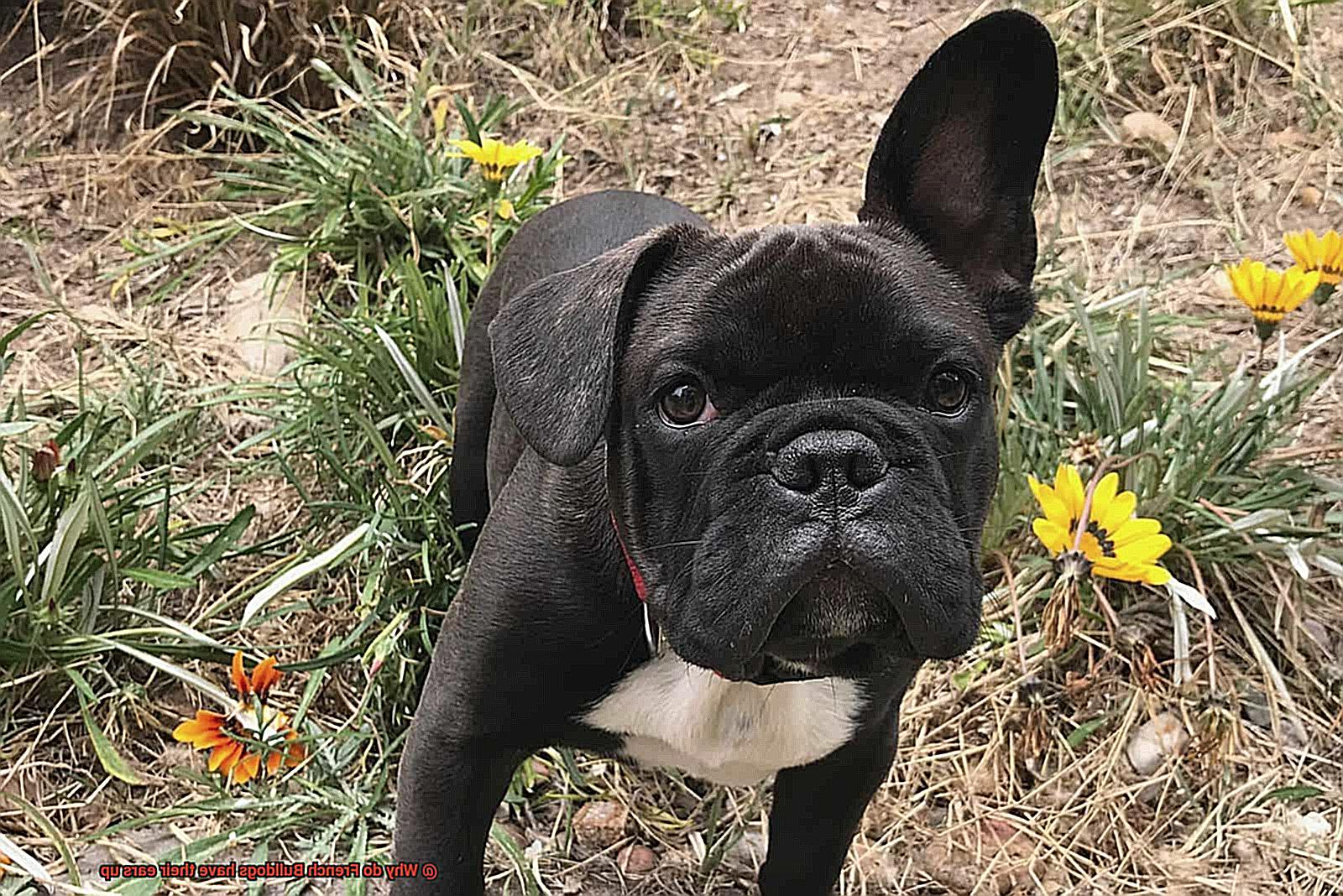 Why do French Bulldogs have their ears up-2