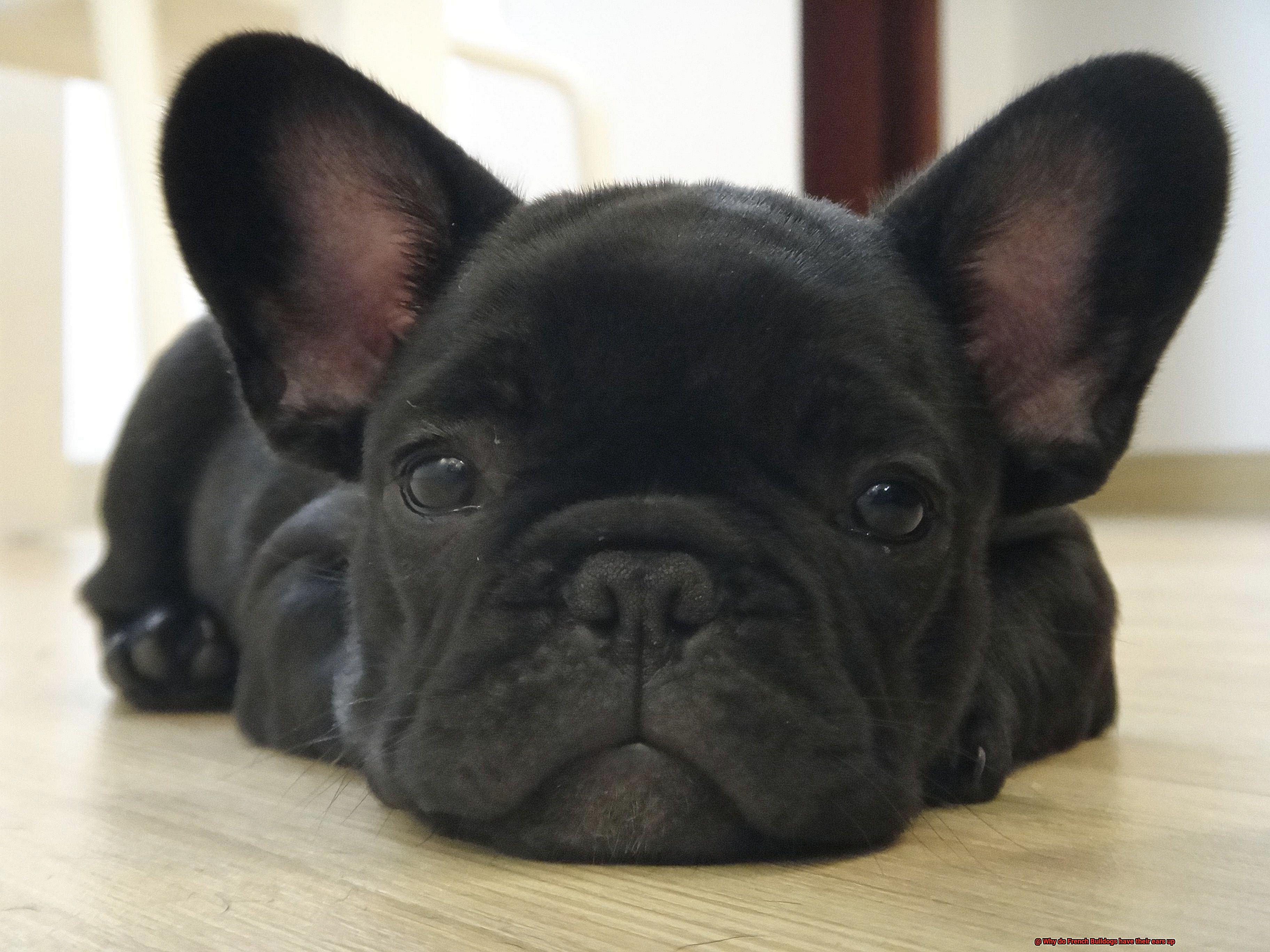 Why do French Bulldogs have their ears up-3