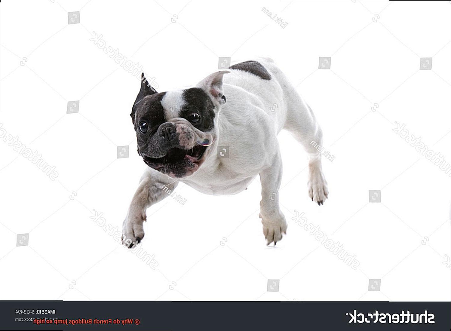 Why do French Bulldogs jump so high-5