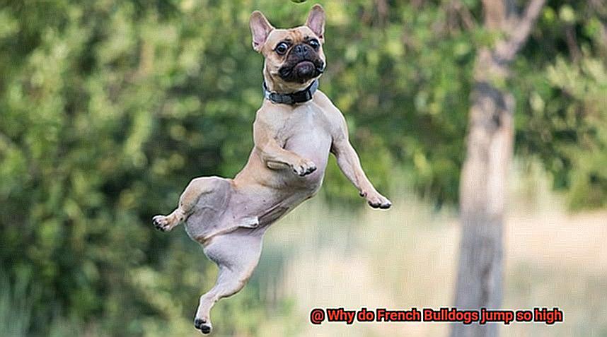 Why do French Bulldogs jump so high-11