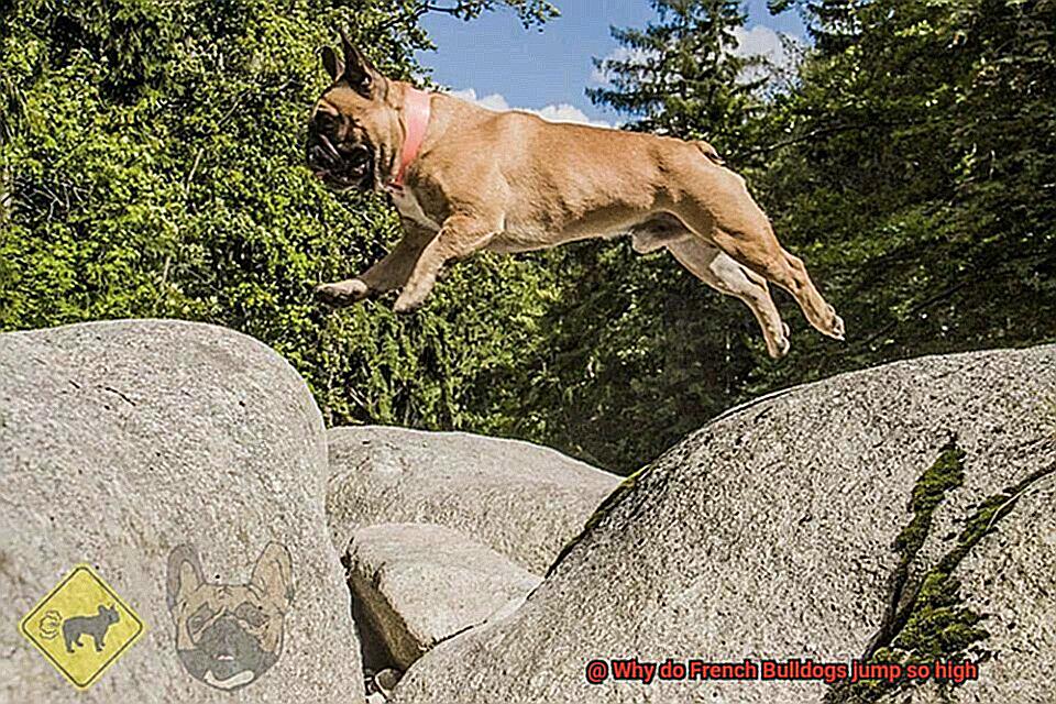 Why do French Bulldogs jump so high-7