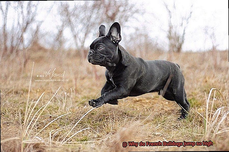 Why do French Bulldogs jump so high-8