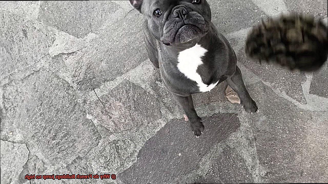 Why do French Bulldogs jump so high-3