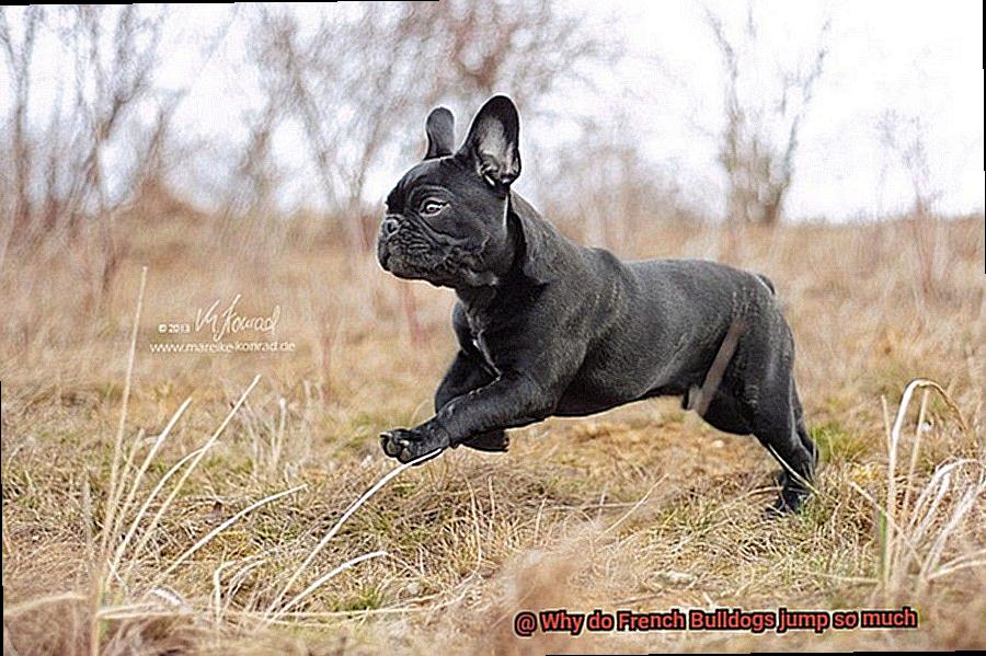 Why do French Bulldogs jump so much-8