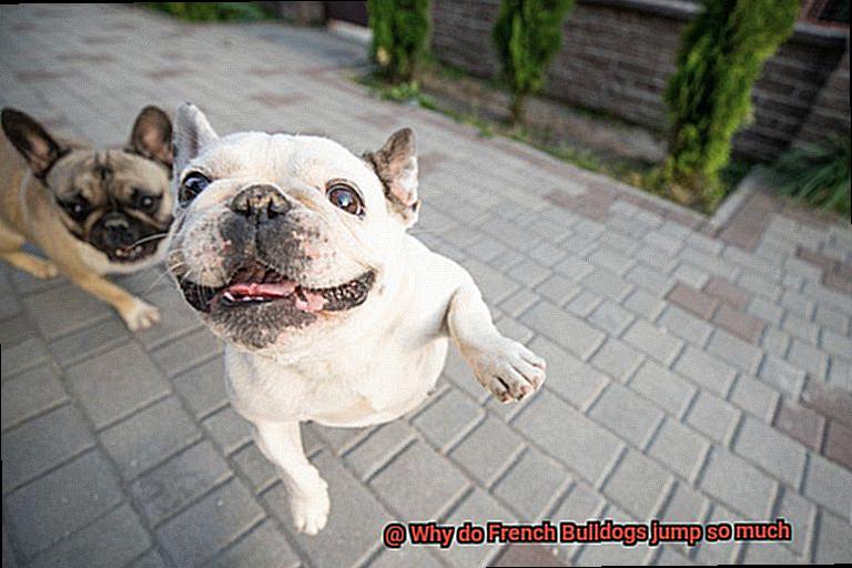 Why do French Bulldogs jump so much-7