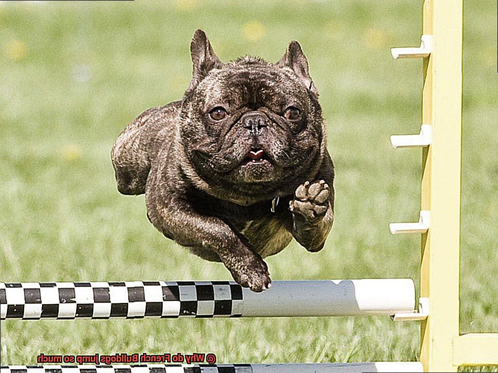 Why do French Bulldogs jump so much-12