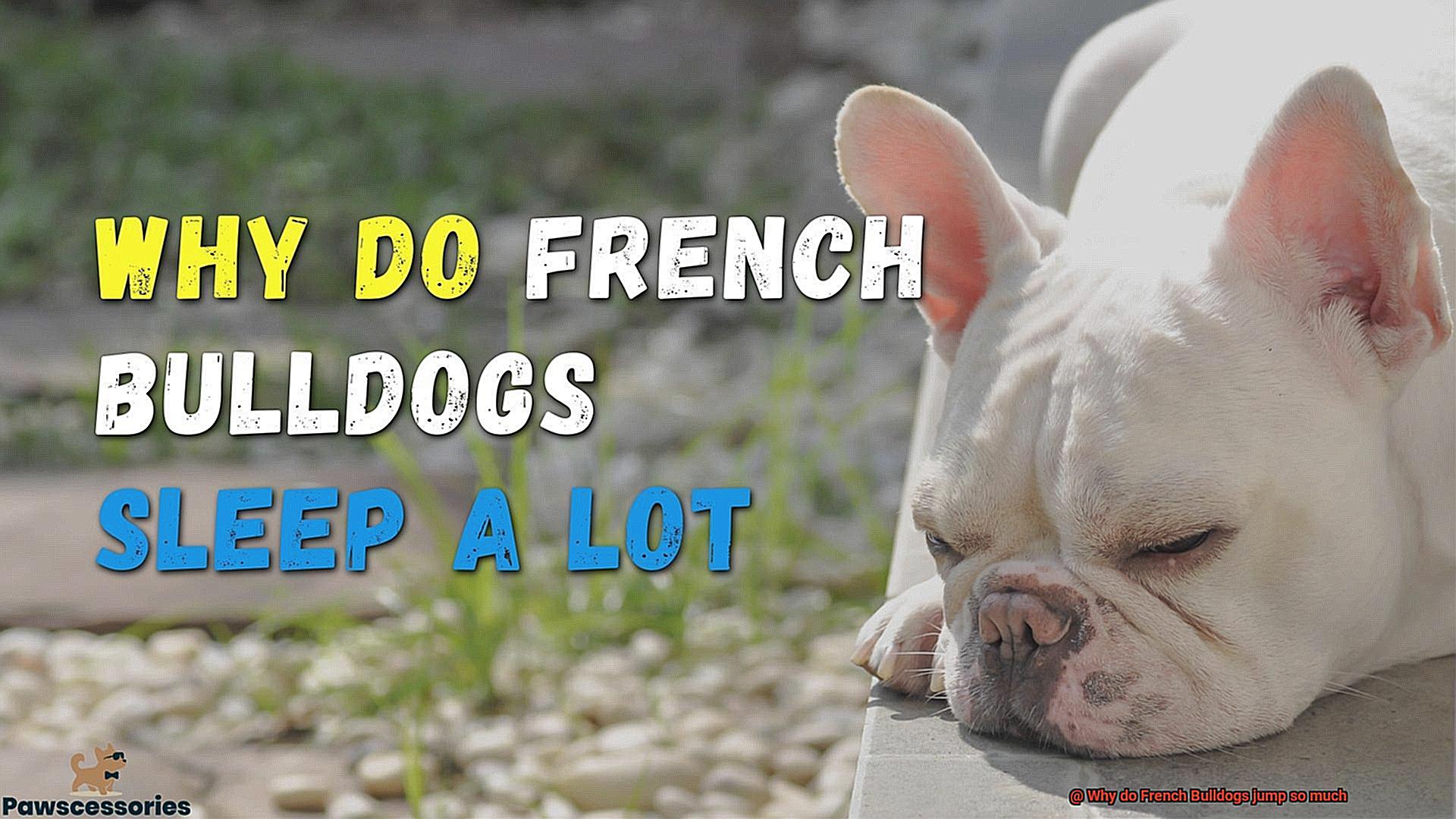 Why do French Bulldogs jump so much-15