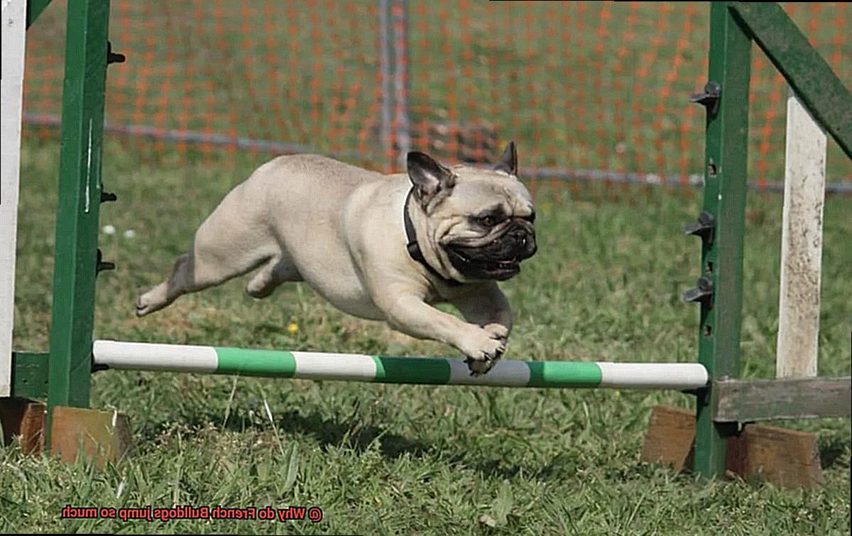 Why do French Bulldogs jump so much-10