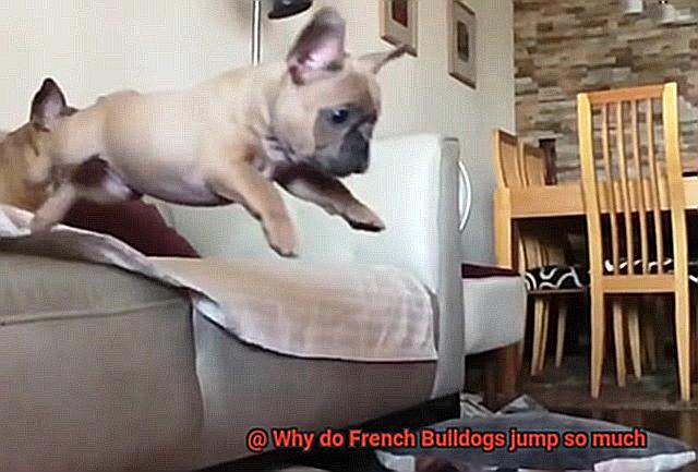 Why do French Bulldogs jump so much-11