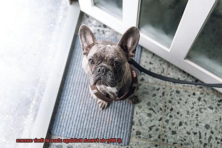 Why do French Bulldogs stare at their owners-2