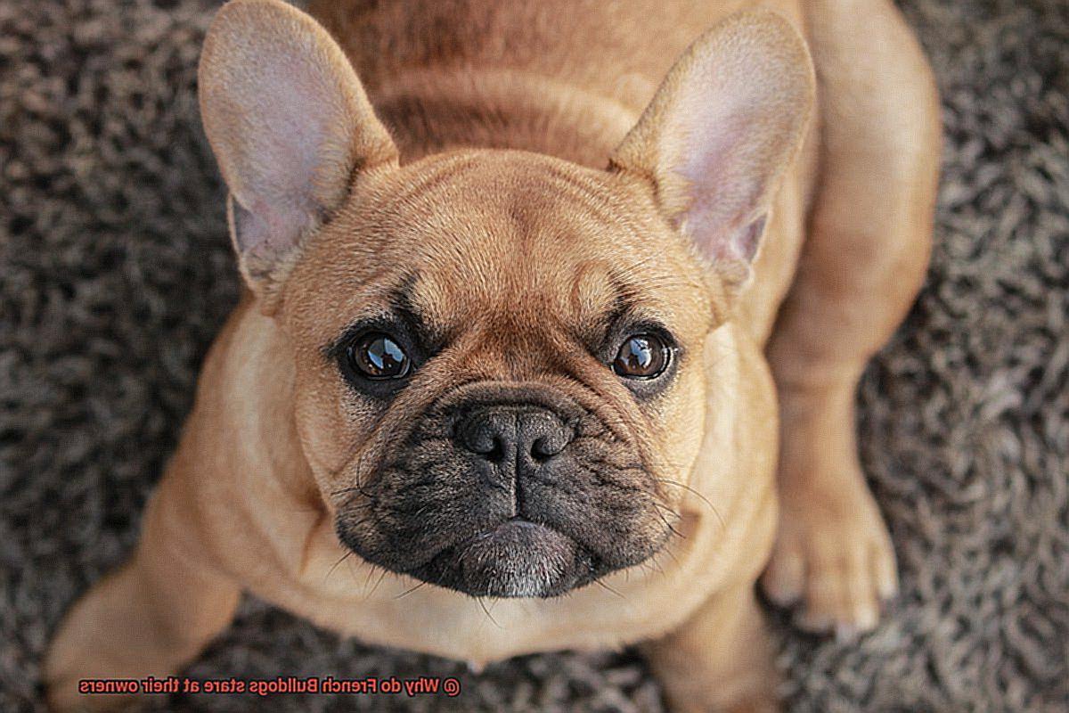 Why do French Bulldogs stare at their owners-4