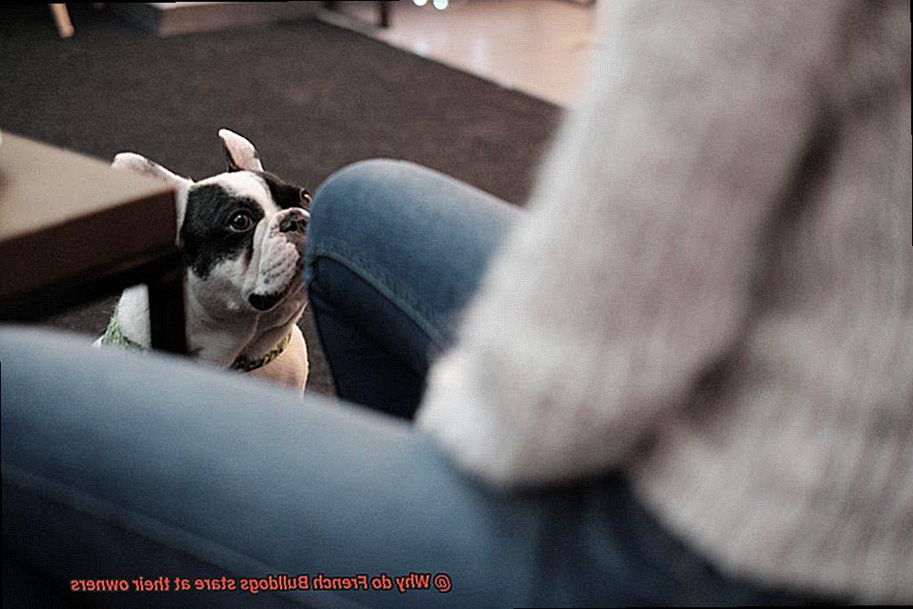 Why do French Bulldogs stare at their owners-5