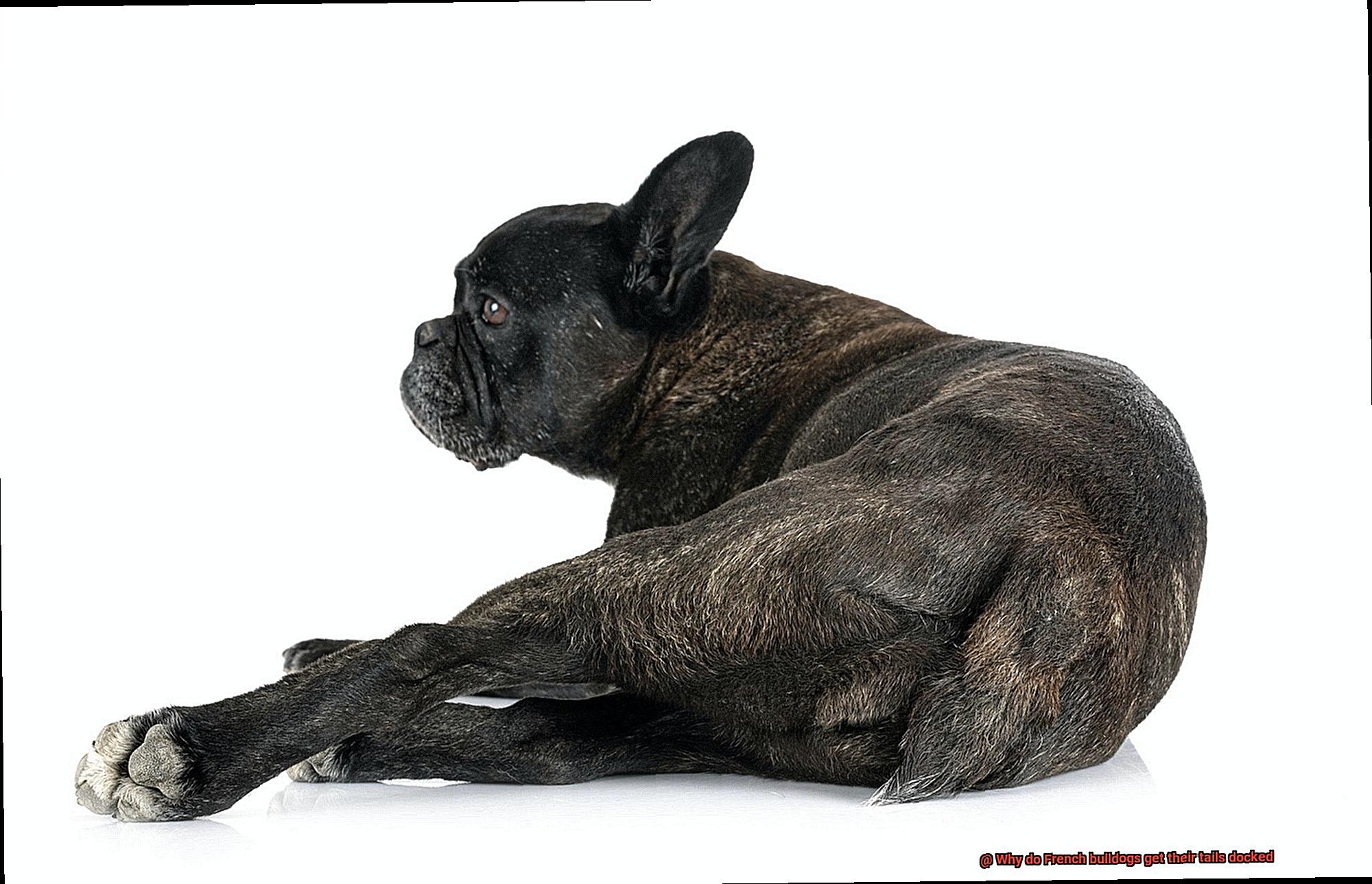 Why do French bulldogs get their tails docked-12