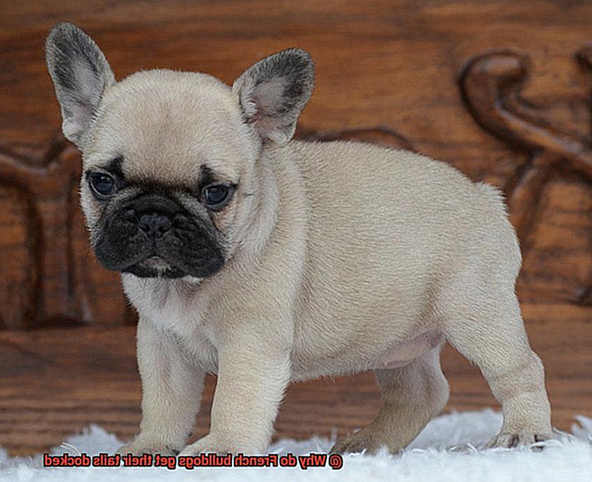 Why do French bulldogs get their tails docked-10