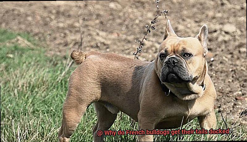 Why do French bulldogs get their tails docked-5