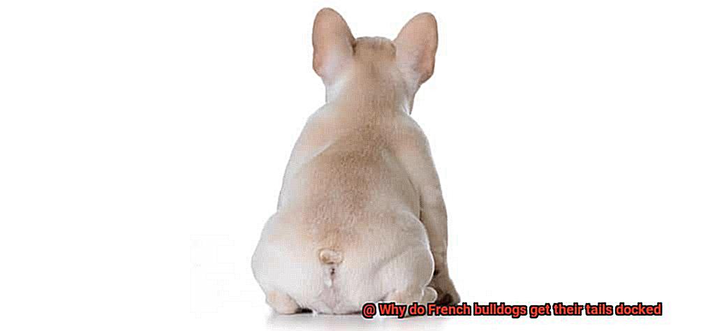 Why do French bulldogs get their tails docked-13