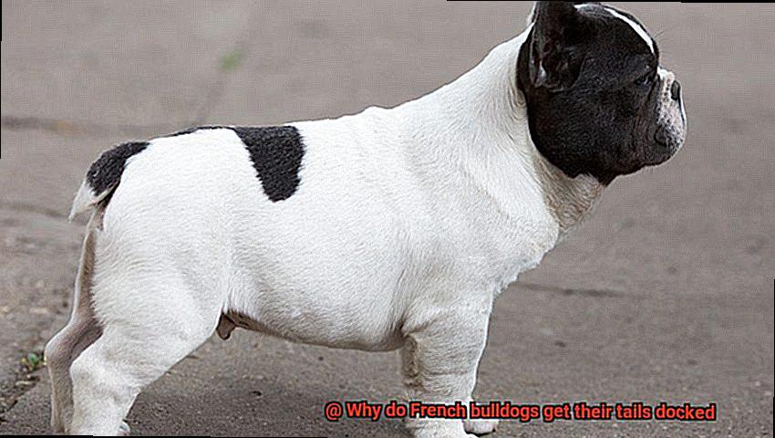 Why do French bulldogs get their tails docked-7