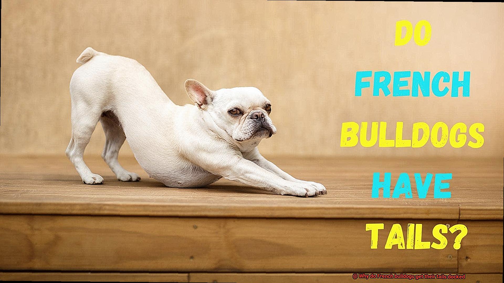 Why do French bulldogs get their tails docked-4