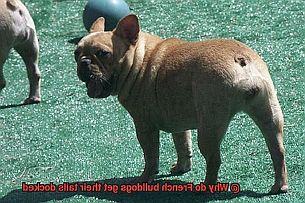 Why do French bulldogs get their tails docked-3