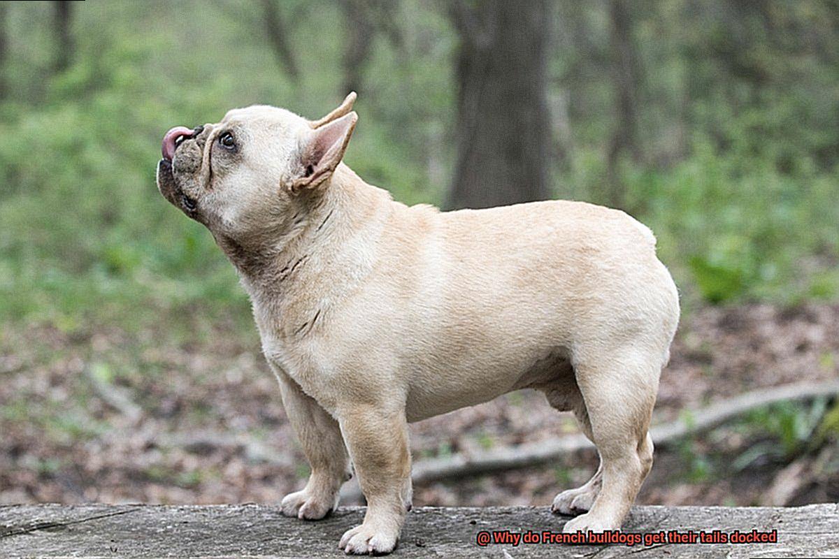 Why do French bulldogs get their tails docked-8