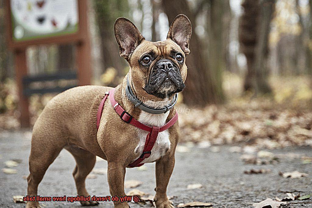 Why do French bulldogs have small tails-2