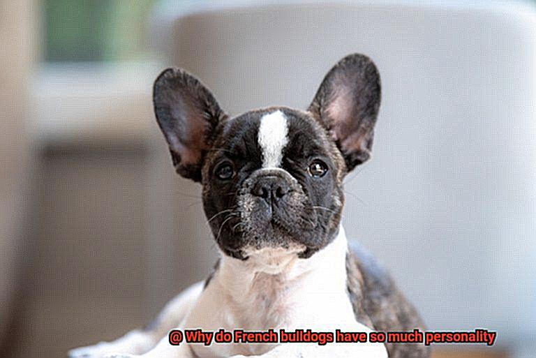 Why do French bulldogs have so much personality-3