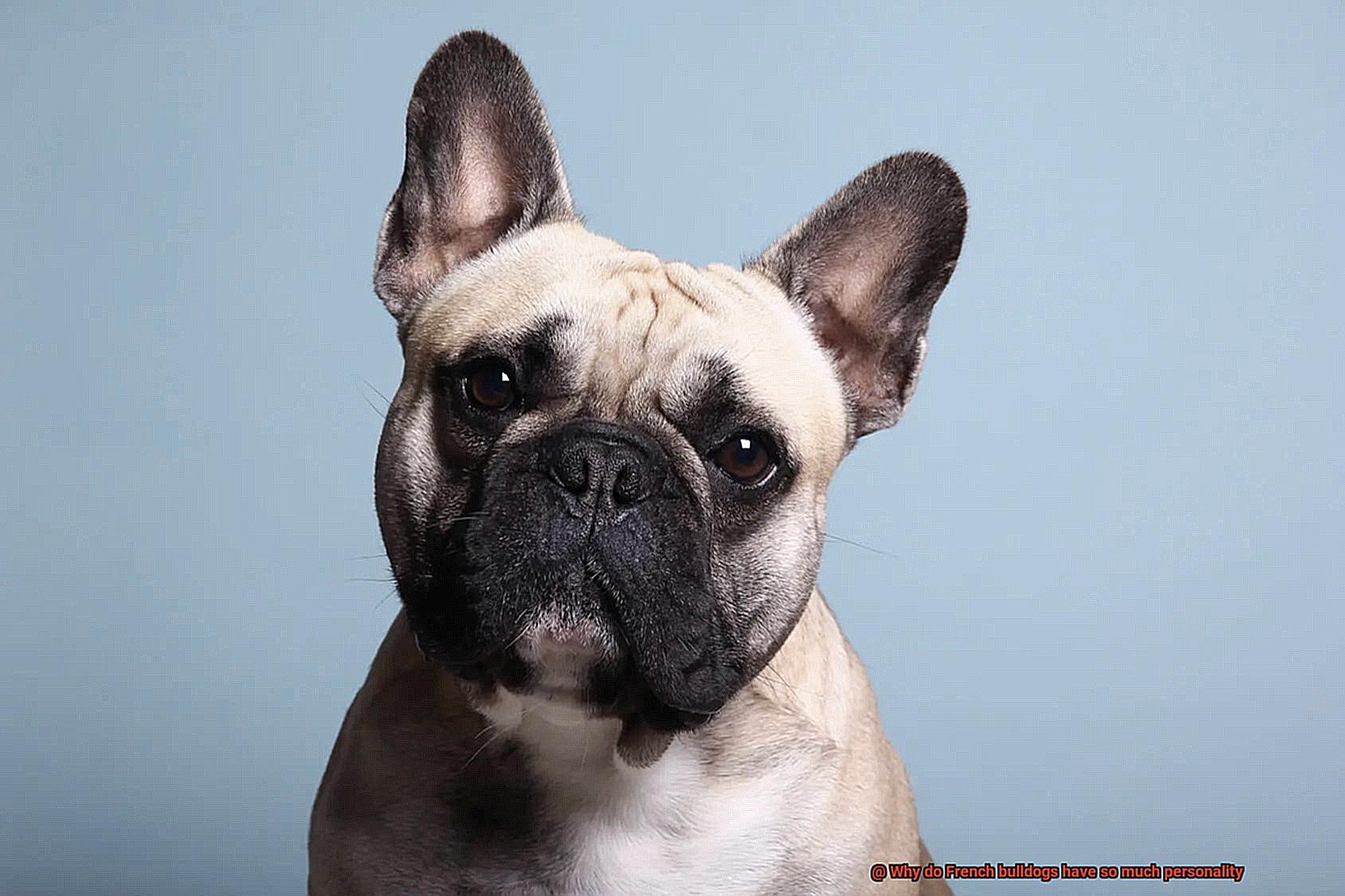 Why do French bulldogs have so much personality-2