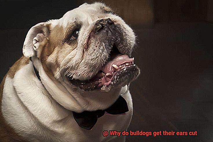 Why do bulldogs get their ears cut-6