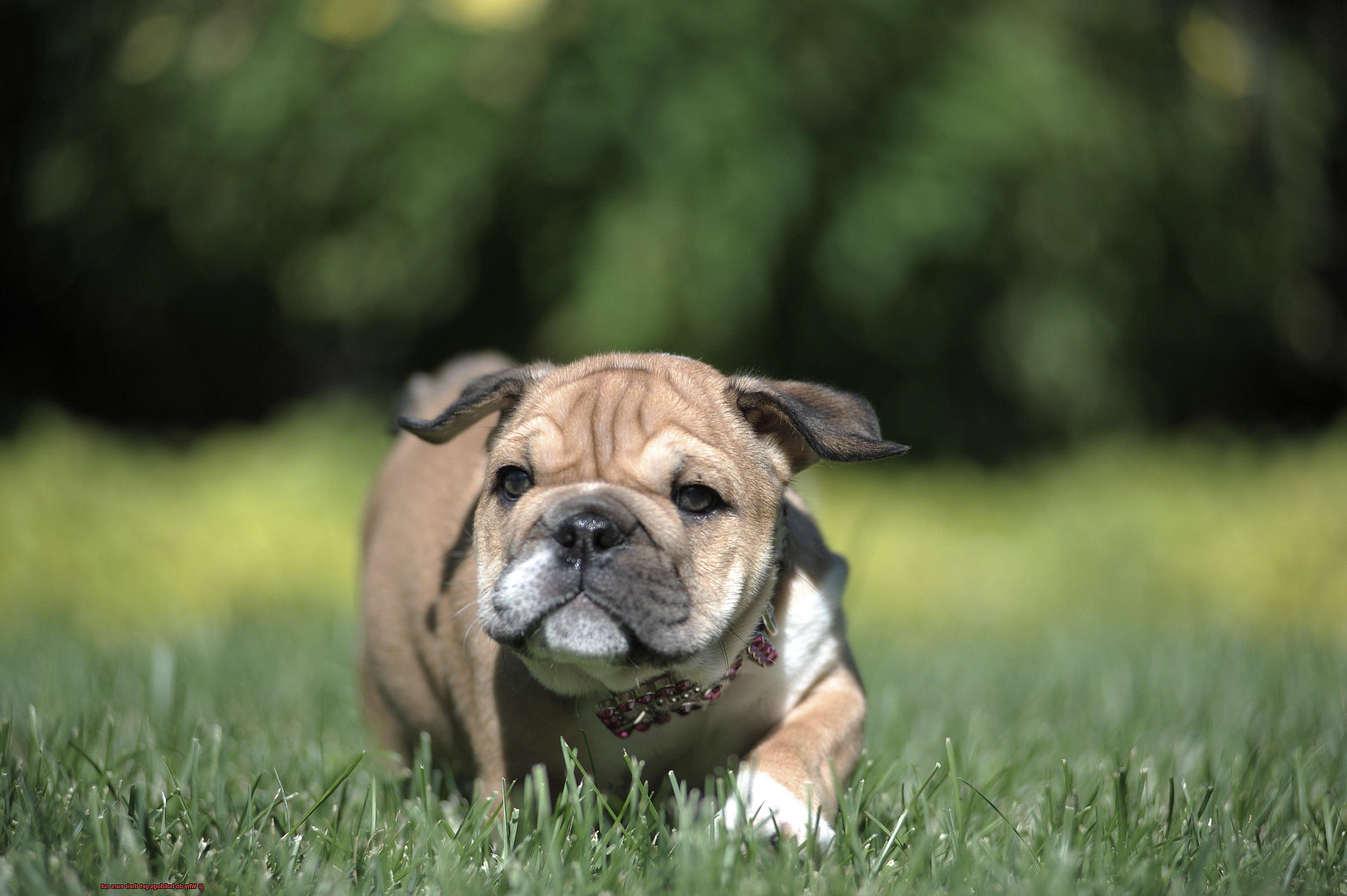 Why do bulldogs get their ears cut-5