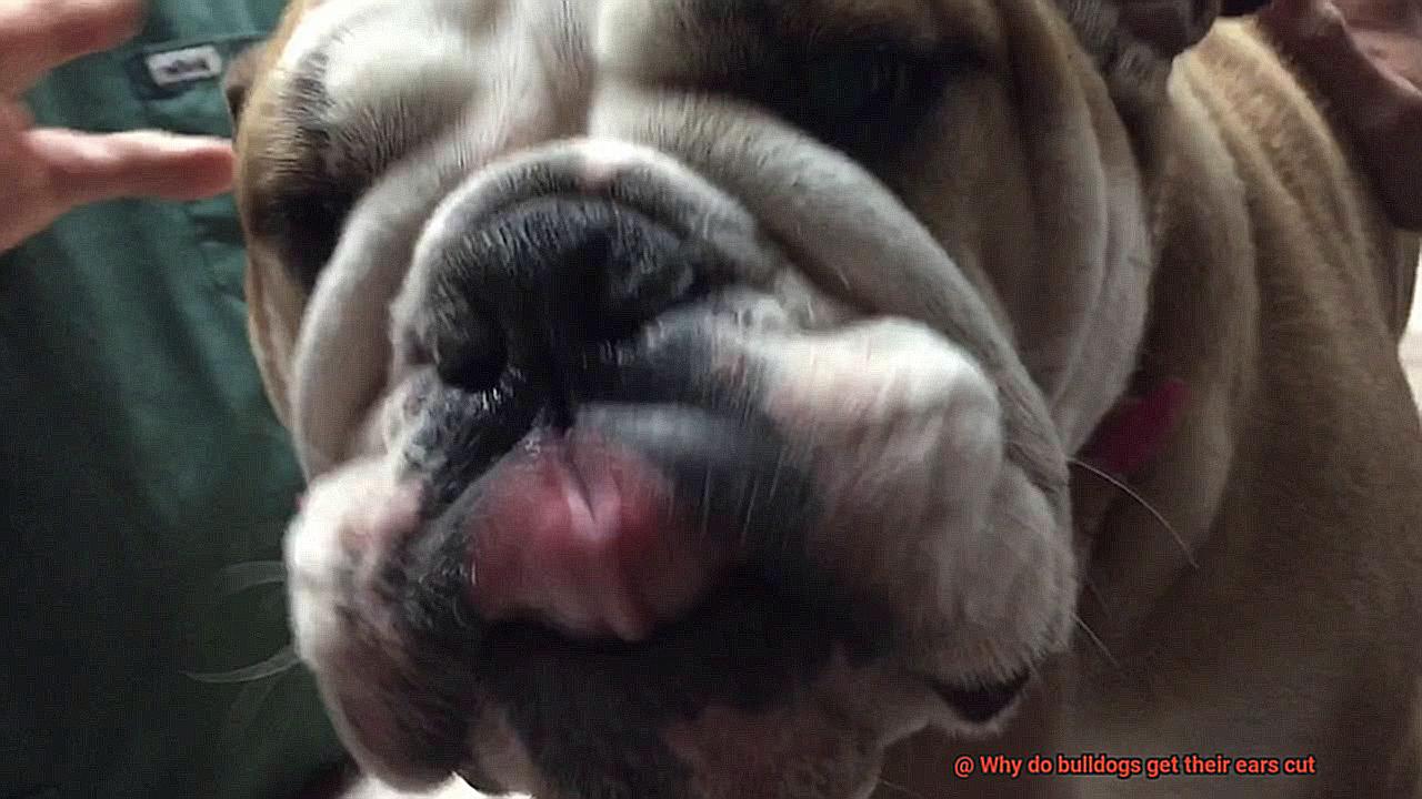 Why do bulldogs get their ears cut-4