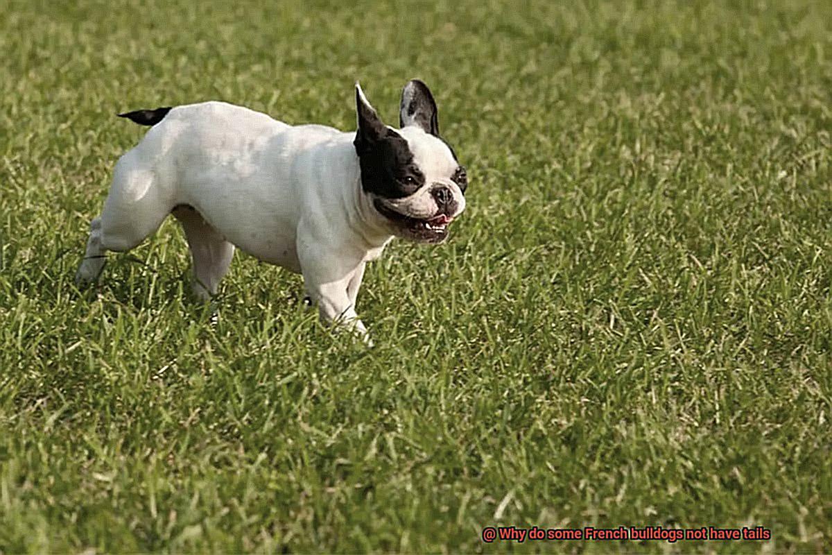 Why do some French bulldogs not have tails-8