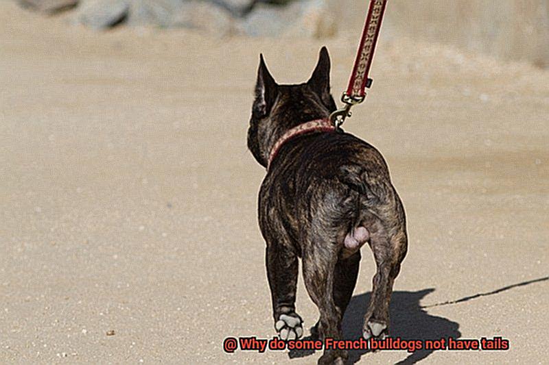 Why do some French bulldogs not have tails-7