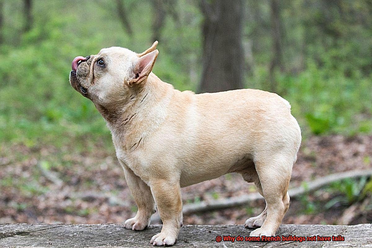 Why do some French bulldogs not have tails-2