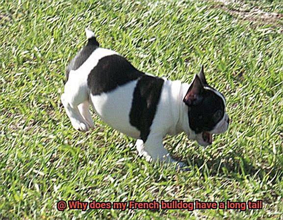 Why does my French bulldog have a long tail-7