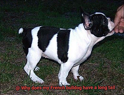 Why does my French bulldog have a long tail-5