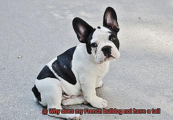 Why does my French bulldog not have a tail-3