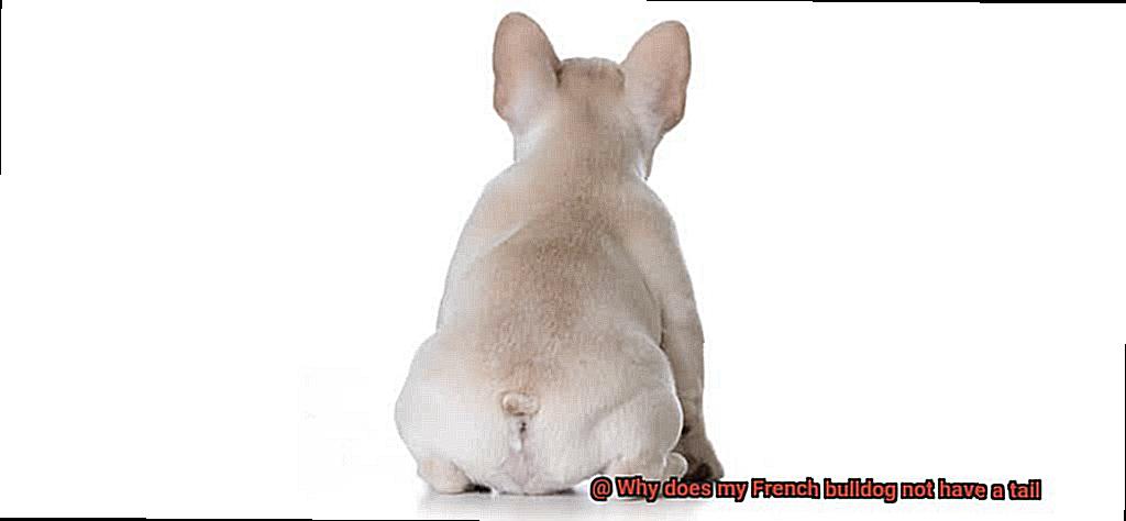 Why does my French bulldog not have a tail-2