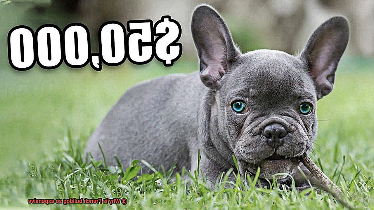 Why is French bulldog so expensive-11