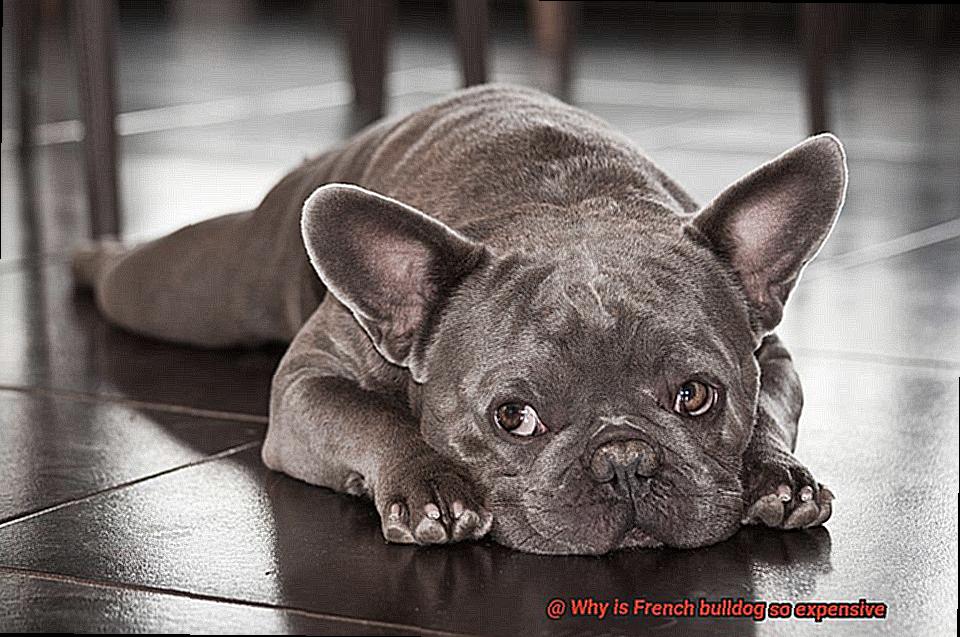 Why is French bulldog so expensive-4