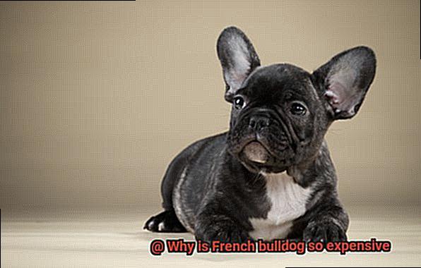 Why is French bulldog so expensive-5