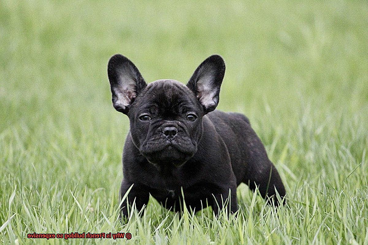 Why is French bulldog so expensive-7