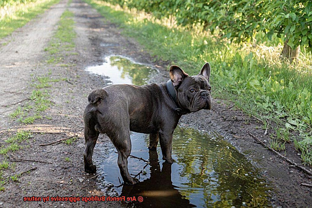 Are French Bulldogs aggressive by nature-6